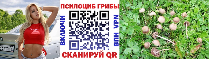наркошоп  darknet наркотические препараты  Псилоцибиновые грибы мицелий  Боготол  OMG онион 